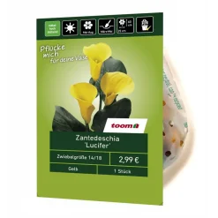 Zantedeschia 'Lucifer' 1 Stück