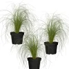 Zartes Federgras 'Ponytails' 11 cm Topf, 3er-Set