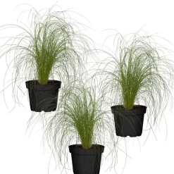 Zartes Federgras 'Ponytails' 11 cm Topf, 3er-Set