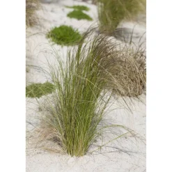 Zartes Federgras 'Ponytails' 11 cm Topf, 3er-Set
