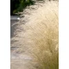 Zartes Federgras 'Ponytails' 19 cm Topf