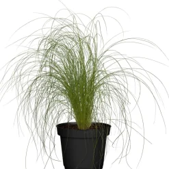 Zartes Federgras 'Ponytails' 19 cm Topf