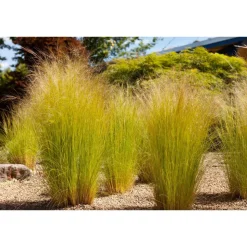 Zartes Federgras 'Ponytails' 19 cm Topf