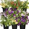 Zauberglöckchen ungefüllt Farbmix 12 cm Topf, 10er-Set