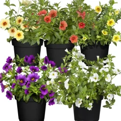 Zauberglöckchen ungefüllt Farbmix 12 cm Topf, 5er-Set