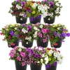 Zauberglöckchen-Trio Farbmix 12 cm Topf, 10er-Set