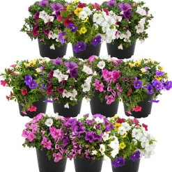 Zauberglöckchen-Trio Farbmix 12 cm Topf, 10er-Set