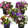 Zauberglöckchen-Trio Farbmix 12 cm Topf, 5er-Set