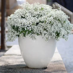 Zauberschnee™ "Diamond Frost™" 3er Set, 12 cm Topf