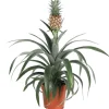 Zier-Ananas 12 cm Topf