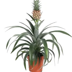 Zier-Ananas 12 cm Topf