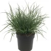 Ziergras verschiedene Sorten 19 cm Topf