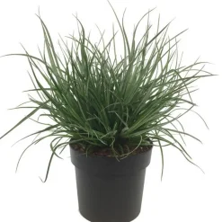 Ziergras verschiedene Sorten 19 cm Topf