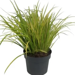 Ziergras verschiedene Sorten 19 cm Topf