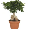 Zimmerbonsai Ficus Ginseng 17 cm Topf