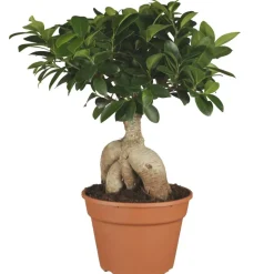 Zimmerbonsai Ficus Ginseng 17 cm Topf