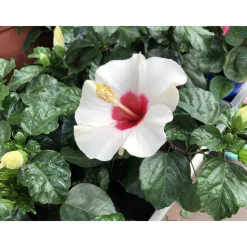 Zimmer-Hibiskus 'Long Life' weiß, 13 cm Topf