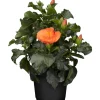 Zimmer-Hibiskus 'Long Life' orange, 13 cm Topf