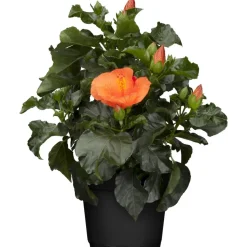 Zimmer-Hibiskus 'Long Life' orange, 13 cm Topf