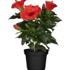 Zimmer-Hibiskus 'Long Life' rot, 13 cm Topf