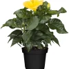 Zimmer-Hibiskus 'Long Life' gelb, 13 cm Topf