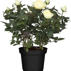 Zimmerrose 'Rosa Nova' weiß 10,5 cm Topf