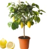 Zitronen-Stamm 19 cm Topf