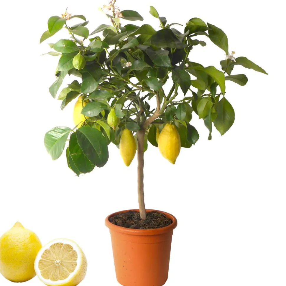 Zitrus-Stamm verschiedene Sorten 21 cm Topf