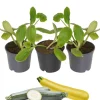 Zucchini-Mix grün, gelb 9 cm Topf, 3er-Set