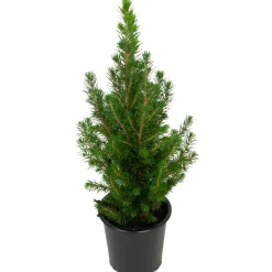 Zuckerhutfichte 11 cm Topf