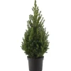Zuckerhutfichte 'December' 21 cm Topf