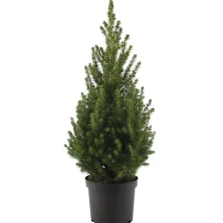 Zuckerhutfichte 'December' 21 cm Topf