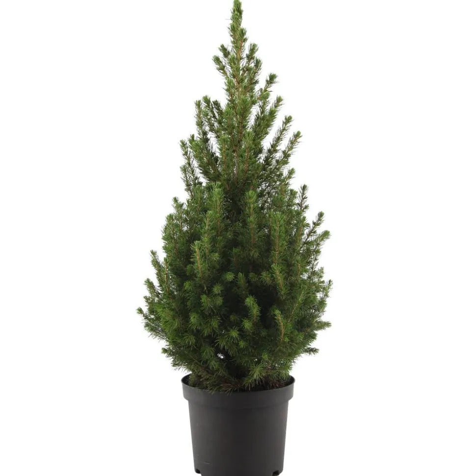 Zuckerhutfichte 'December' 21 cm Topf