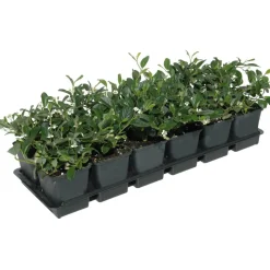 Zwergmispel 'Radicans' weiß 9 cm Topf, 12er-Set