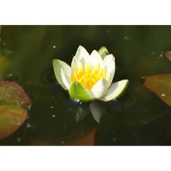 Zwergseerose 'Alba', 11x11 cm Topf