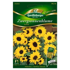Zwergsonnenblume "Ballad" 8 Stück