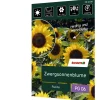 Zwergsonnenblume 'Pacino'