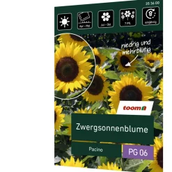 Zwergsonnenblume 'Pacino'